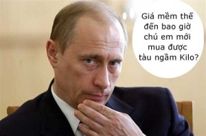 Gia hat chia tai tphcm 2015